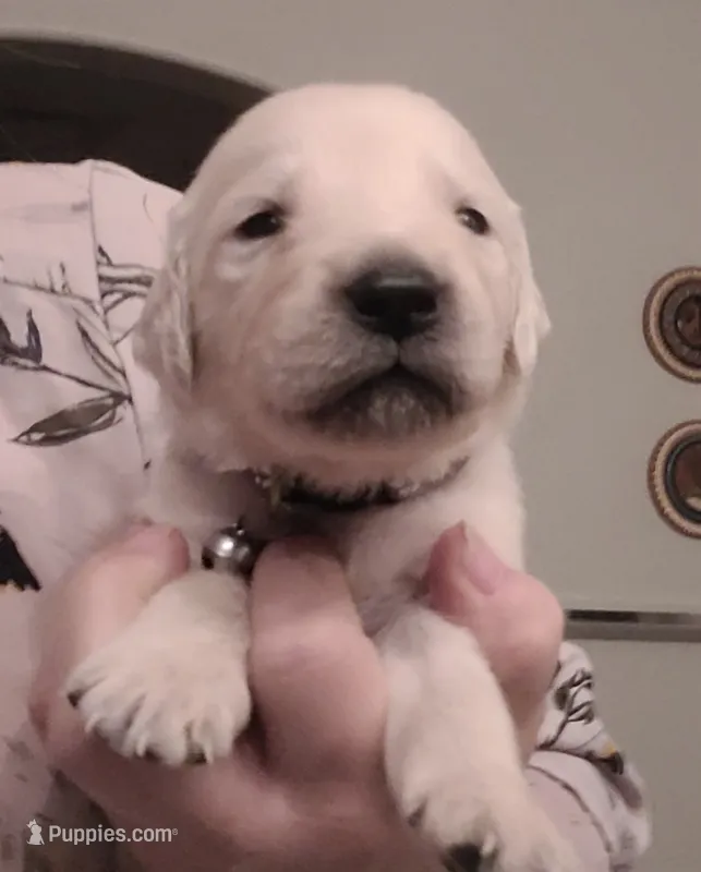 AKC gray male – Golden Retriever puppy for sale in Chino, CA