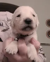 AKC gray male, a male Golden Retriever for sale in Chino, CA – 1 of 5