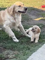 Light pink, a female Golden Retriever for sale in Chino, CA – 3 of 10