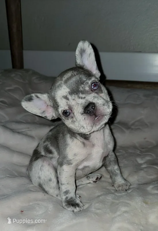DOLLY – French Bulldog puppy for sale in Oceanside, CA