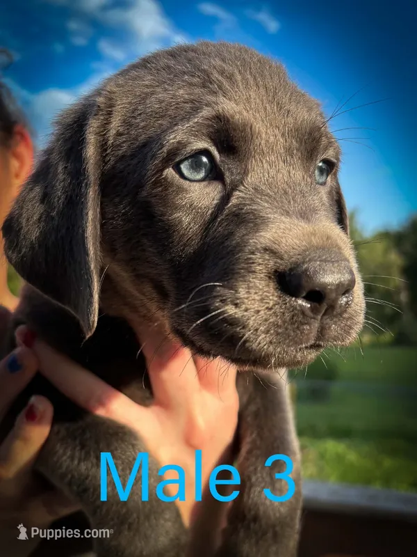 Male 3 – Labrador Retriever puppy for sale in Farnhamville, IA