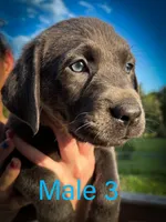 Male 3, a male Labrador Retriever for sale in Farnhamville, IA – 1 of 1
