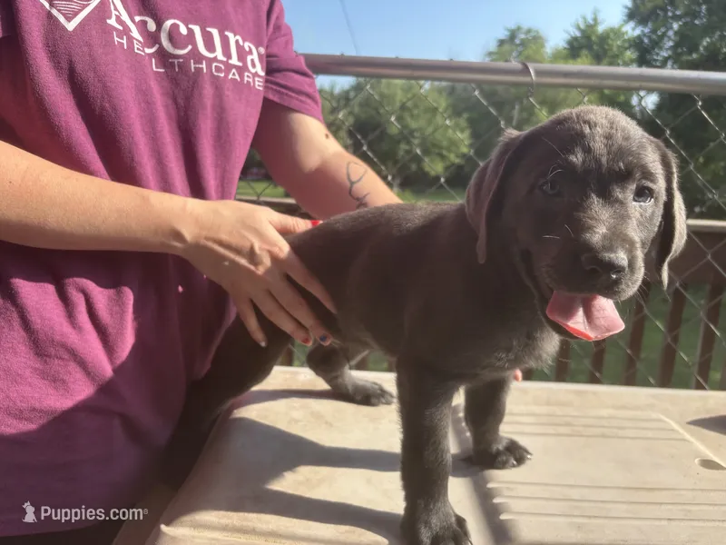 Male 2 – Labrador Retriever puppy for sale in Farnhamville, IA