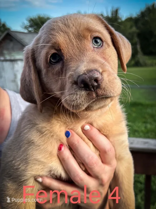 Female 4  – Labrador Retriever puppy for sale in Farnhamville, IA