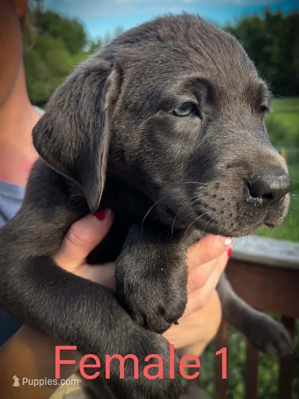 Female 1  – Labrador Retriever puppy for sale in Farnhamville, IA