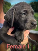 Female 1 , a female Labrador Retriever for sale in Farnhamville, IA – 1 of 1