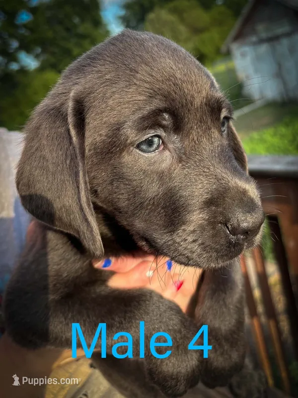 Male 4 – Labrador Retriever puppy for sale in Farnhamville, IA