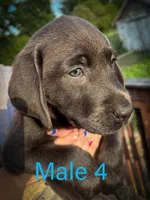 Male 4, a male Labrador Retriever for sale in Farnhamville, IA – 1 of 1