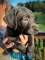 Male 2, a male Labrador Retriever for sale in Farnhamville, IA – 1 of 1
