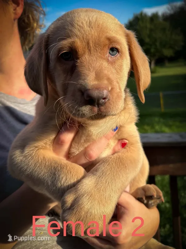 Female 2  – Labrador Retriever puppy for sale in Farnhamville, IA