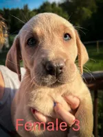 Female 3 , a female Labrador Retriever for sale in Farnhamville, IA – 1 of 1