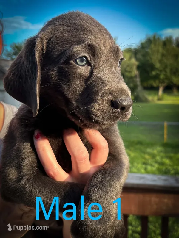 Male 1 – Labrador Retriever puppy for sale in Farnhamville, IA