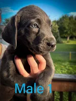 Male 1, a male Labrador Retriever for sale in Farnhamville, IA – 1 of 1