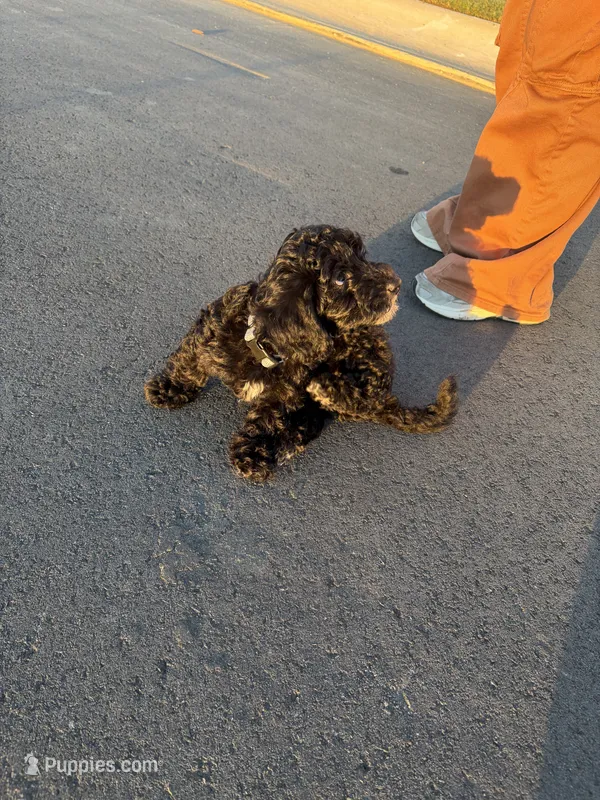 Koda  – Bernedoodle puppy for sale in Spring Lake, NC
