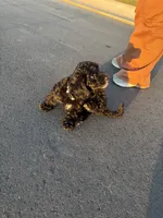 Koda , a male Bernedoodle for sale in Spring Lake, NC – 1 of 4