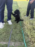 Koda , a male Bernedoodle for sale in Spring Lake, NC – 4 of 4