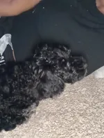 Koda , a male Bernedoodle for sale in Spring Lake, NC – 2 of 4