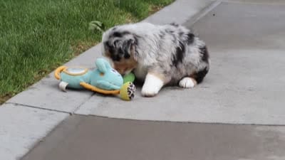 Brittany, a female Miniature Australian Shepherd for sale in Baltic, OH – 10 of 10