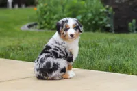 Mable, a female Miniature Australian Shepherd for sale in Baltic, OH – 7 of 8