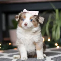 Tiny, a female Miniature Australian Shepherd for sale in Baltic, OH – Photo 3 of 7