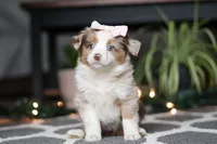 Tiny, a female Miniature Australian Shepherd for sale in Baltic, OH – Photo 3 of 7