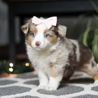 Tiny, a female Miniature Australian Shepherd for sale in Baltic, OH – Photo 2 of 7