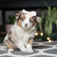 Tiny, a female Miniature Australian Shepherd for sale in Baltic, OH – Photo 4 of 7