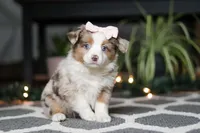Tiny, a female Miniature Australian Shepherd for sale in Baltic, OH – Photo 4 of 7