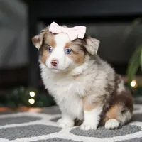 Tiny, a female Miniature Australian Shepherd for sale in Baltic, OH – Photo 5 of 7