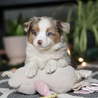 Tiny, a female Miniature Australian Shepherd for sale in Baltic, OH – Photo 7 of 7