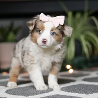 Tiny, a female Miniature Australian Shepherd for sale in Baltic, OH – Photo 1 of 7
