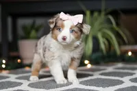 Tiny, a female Miniature Australian Shepherd for sale in Baltic, OH – Photo 1 of 7
