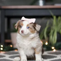 Tiny, a female Miniature Australian Shepherd for sale in Baltic, OH – Photo 6 of 7