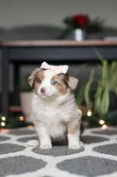 Tiny, a female Miniature Australian Shepherd for sale in Baltic, OH – Photo 6 of 7
