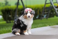 Brittany, a female Miniature Australian Shepherd for sale in Baltic, OH – 7 of 10