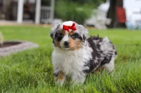 Bonnie, a female Miniature Australian Shepherd for sale in Baltic, OH – 5 of 9