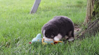 Buddy, a male Miniature Australian Shepherd for sale in Baltic, OH – 10 of 10