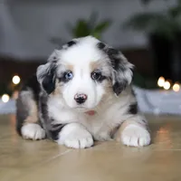 Shena, a female Miniature Australian Shepherd for sale in Baltic, OH – Photo 2 of 9