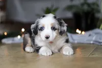 Shena, a female Miniature Australian Shepherd for sale in Baltic, OH – Photo 2 of 9