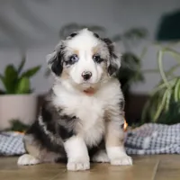 Shena, a female Miniature Australian Shepherd for sale in Baltic, OH – Photo 7 of 9