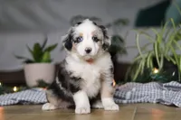 Shena, a female Miniature Australian Shepherd for sale in Baltic, OH – Photo 7 of 9