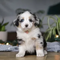 Shena, a female Miniature Australian Shepherd for sale in Baltic, OH – Photo 9 of 9