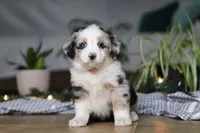 Shena, a female Miniature Australian Shepherd for sale in Baltic, OH – Photo 9 of 9