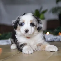 Shena, a female Miniature Australian Shepherd for sale in Baltic, OH – Photo 4 of 9