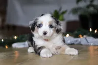 Shena, a female Miniature Australian Shepherd for sale in Baltic, OH – Photo 4 of 9