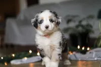 Shena, a female Miniature Australian Shepherd for sale in Baltic, OH – Photo 1 of 9