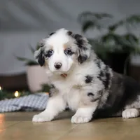 Shena, a female Miniature Australian Shepherd for sale in Baltic, OH – Photo 8 of 9
