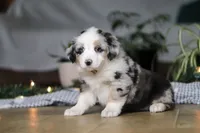 Shena, a female Miniature Australian Shepherd for sale in Baltic, OH – Photo 8 of 9