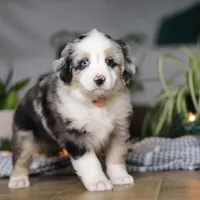Shena, a female Miniature Australian Shepherd for sale in Baltic, OH – Photo 5 of 9