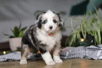 Shena, a female Miniature Australian Shepherd for sale in Baltic, OH – Photo 5 of 9
